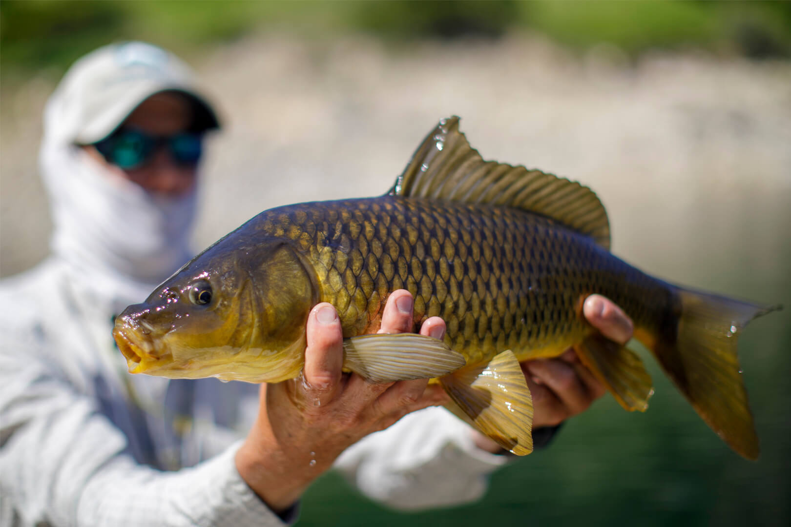 Fishes that are waiting for you at bighorn river